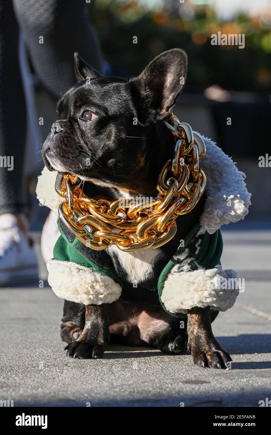 A dog wears a gold necklace at a memorial for Kobe Bryant and daughter Gianna near Staples Center, Tuesday, Jan. 26, 2021, in Los Angeles. (Dylan Stew Stock Photo