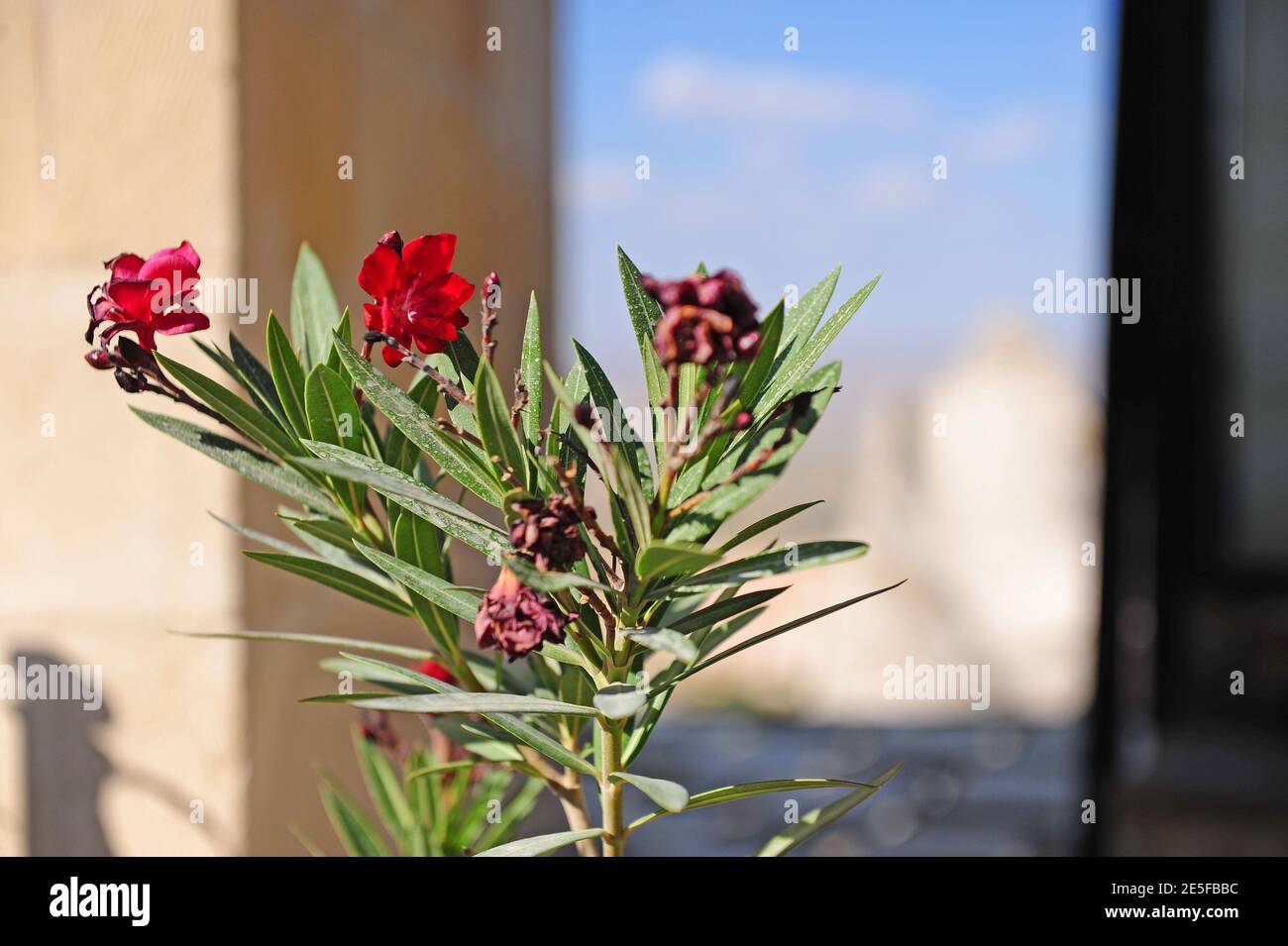 Beautiful wild flower with cappadocia village on background, Turkey Stock Photo