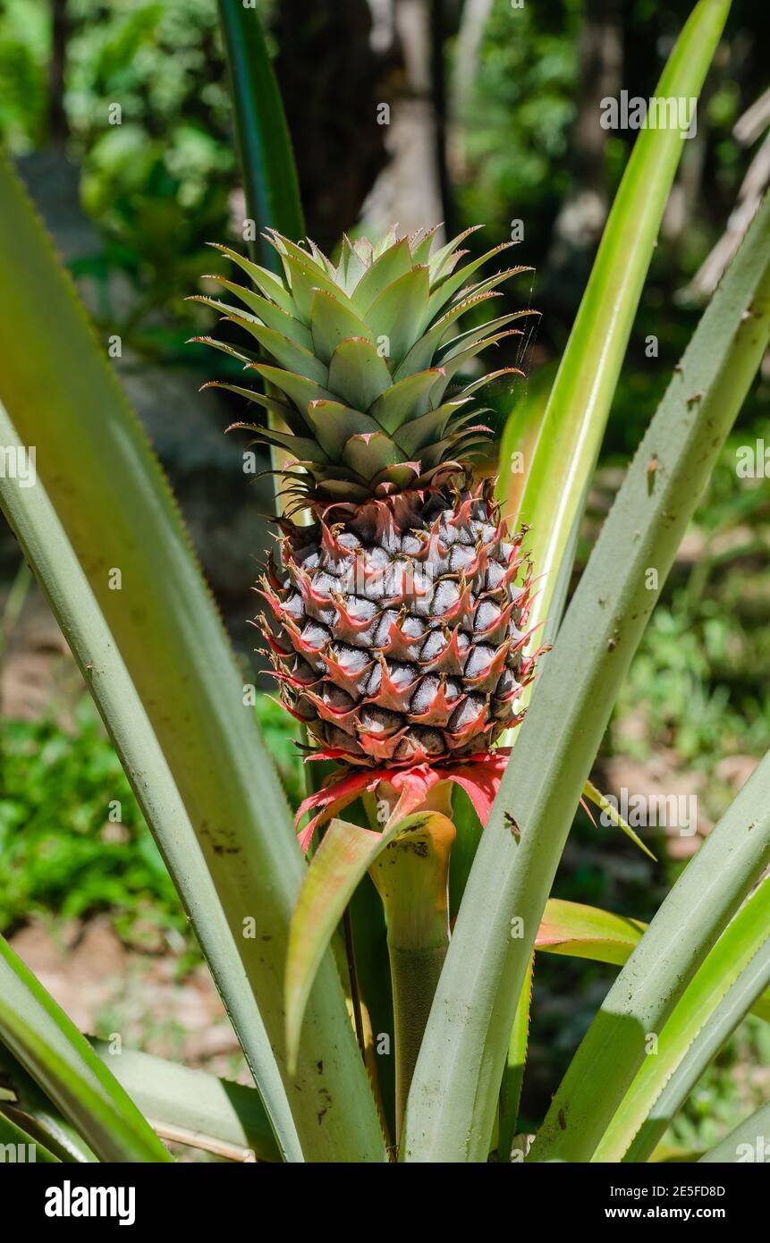 Pineapple (or botanical name is Ananas Comosus) Growth in Natural Garden is  Ready to Harvest Stock Photo - Alamy