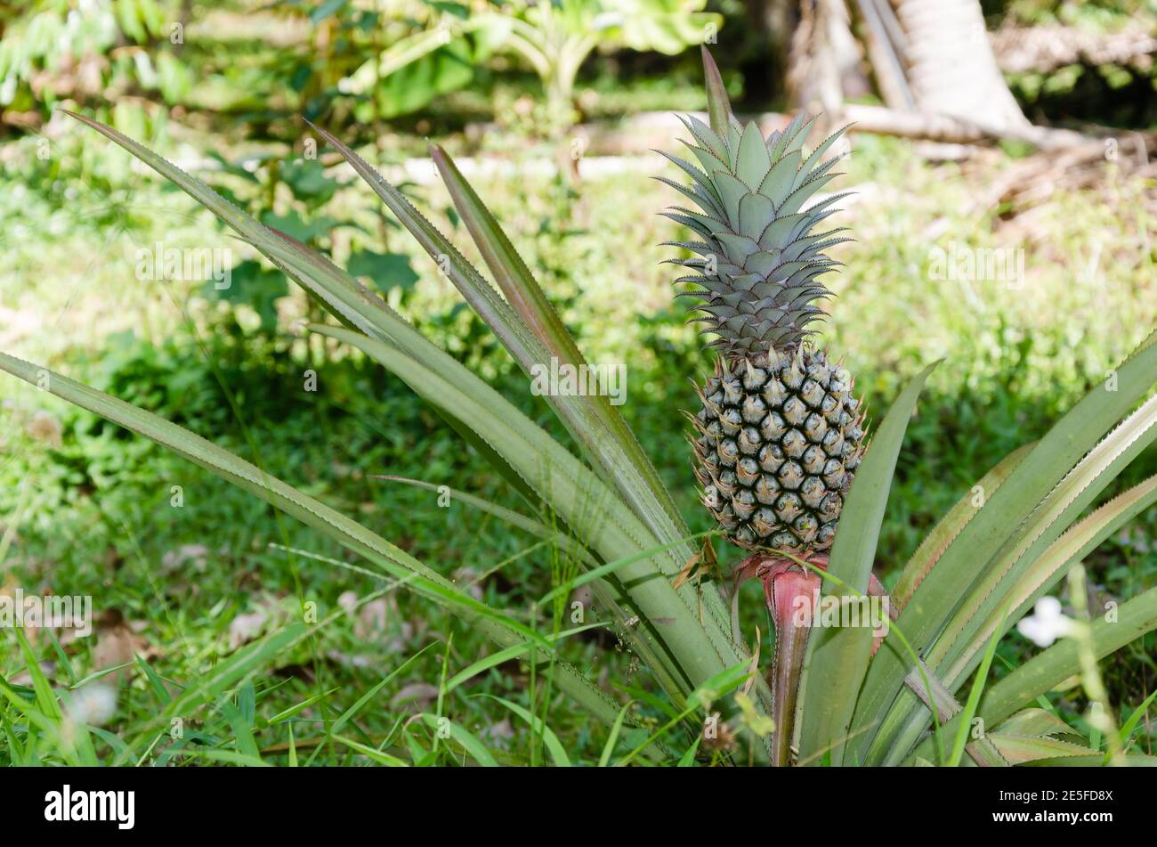 Pineapple (or botanical name is Ananas Comosus) Growth in Natural Garden is Ready to Harvest. Stock Photo