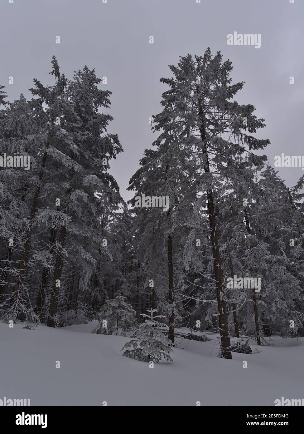 Peaceful winter landscape with portrait view of snow-covered coniferous trees with frozen branches near Schliffkopf peak, Germany in Black Forest. Stock Photo
