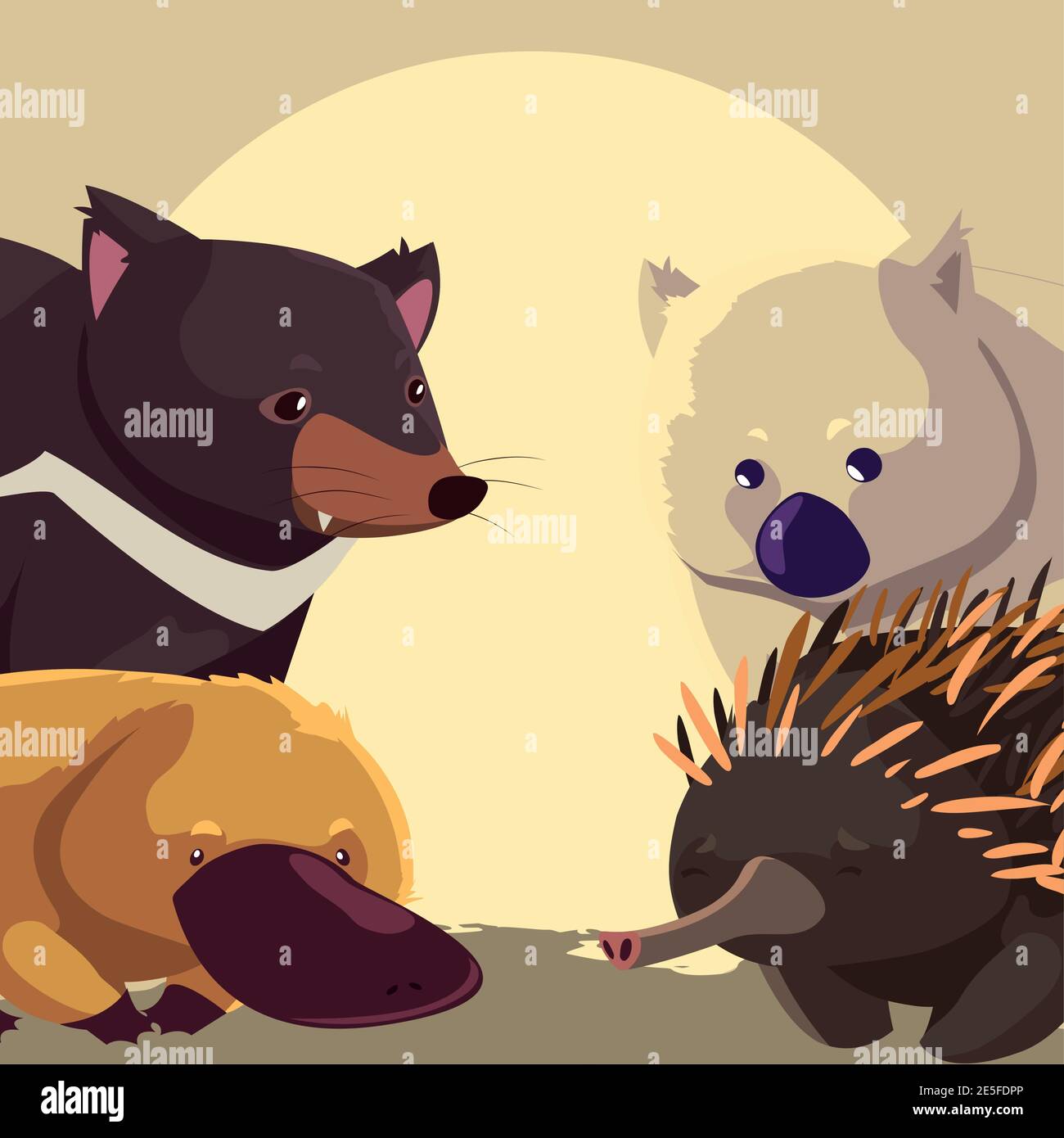 portrait australian animals wildlife echidna wombat platypus and ...