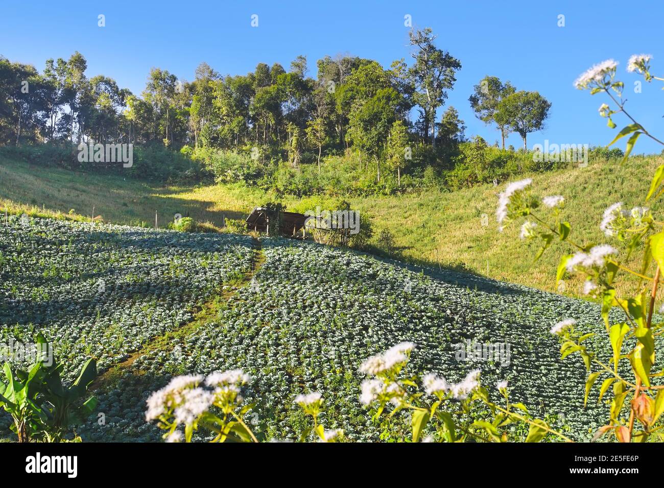 Mae hong son, thailand mountain hi-res stock photography and images - Alamy