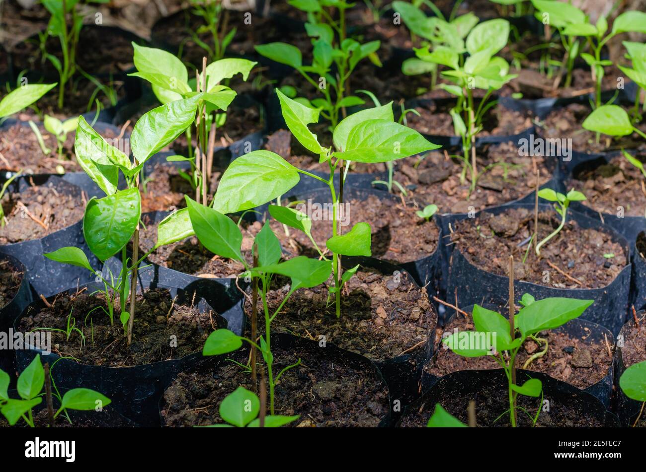 Plantation of Chili Plant Stock Photo Alamy