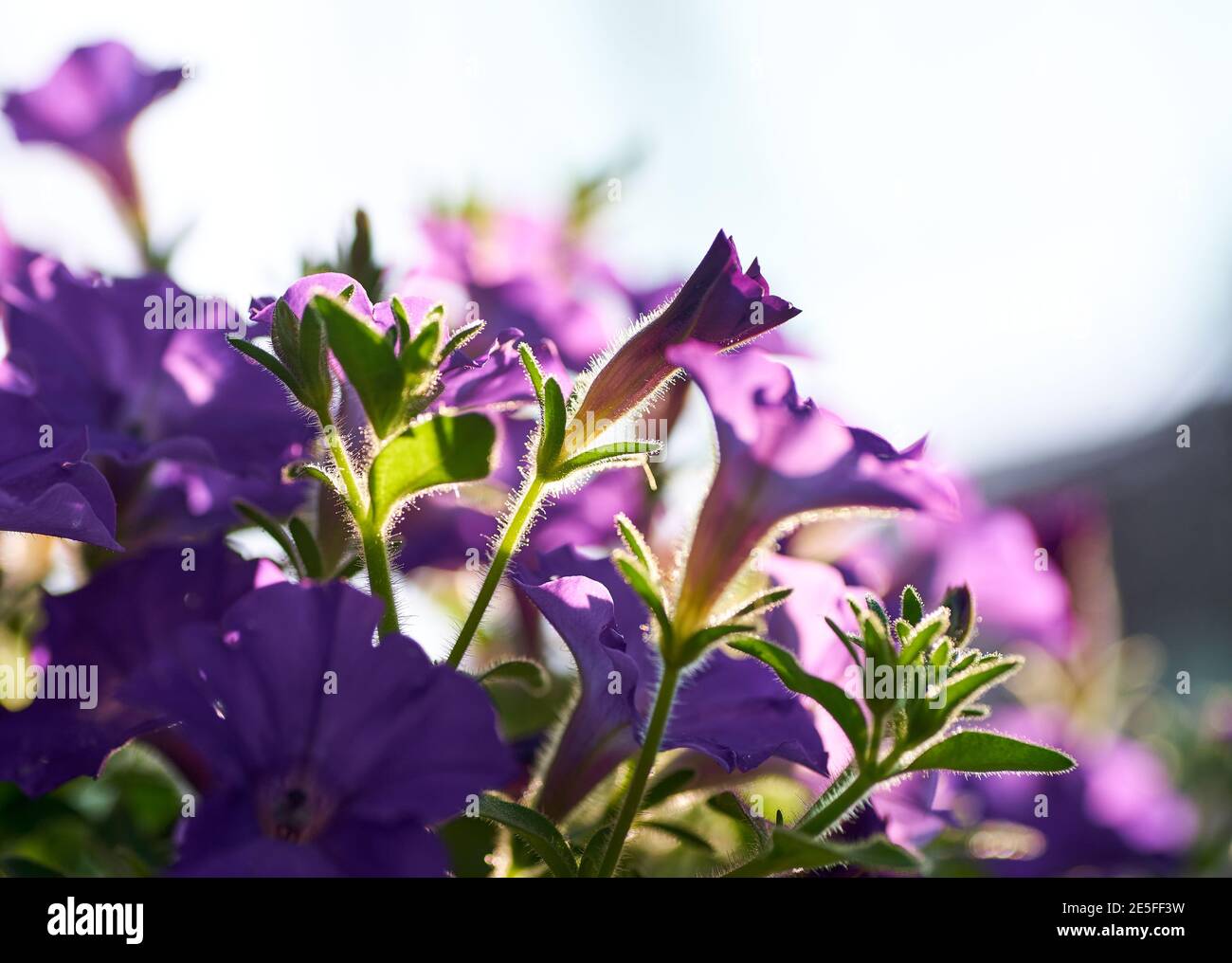 Close-up view of the purple flower plant Stock Photo - Alamy