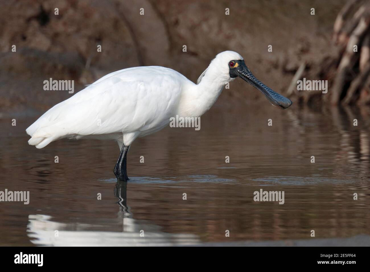 Black Faced Spoonbill Platalea Minor Adult Partial Breeding Plumage Side View Nim Wan Deep Bay Hong Kong 26 Jan 2021 Stock Photo Alamy