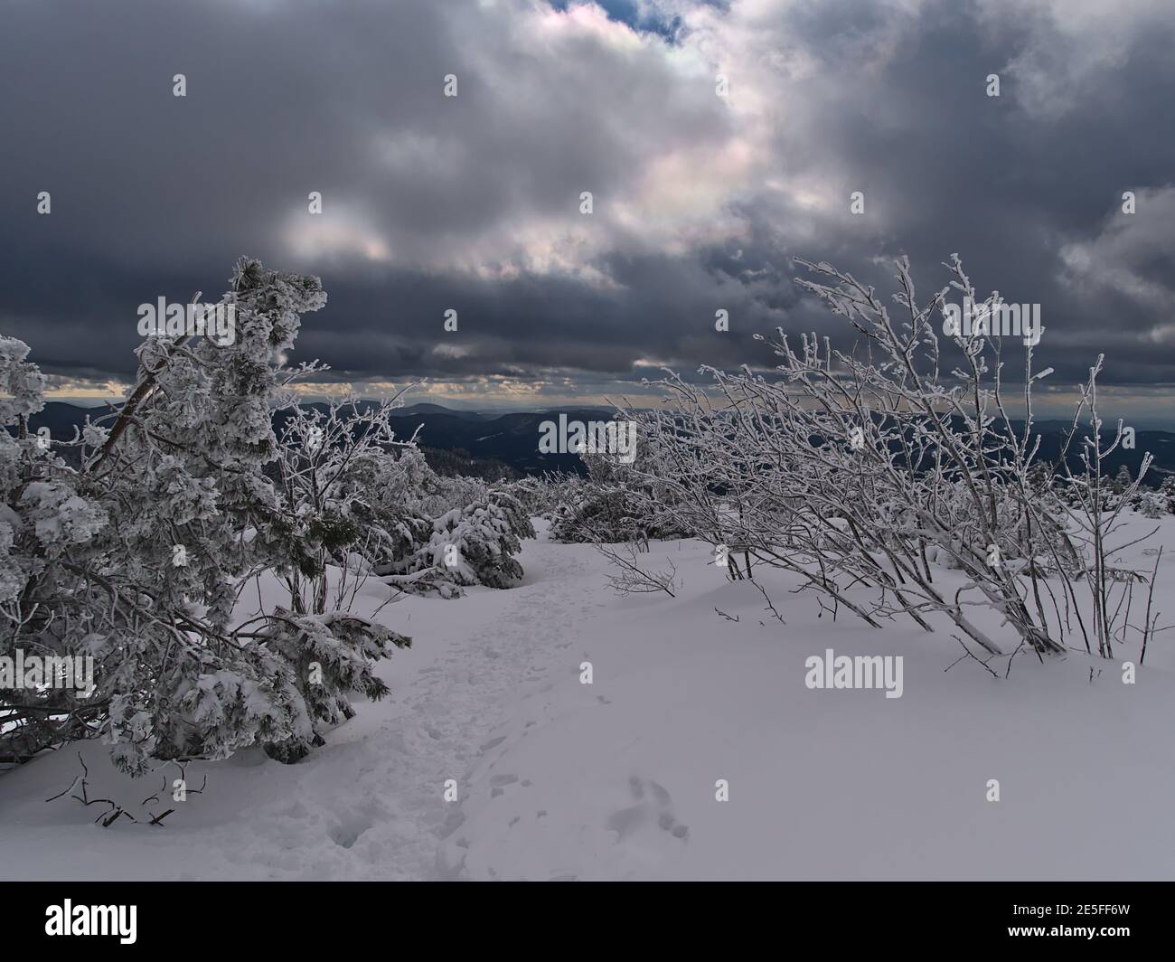Hiking path with footprints in deep snow between frozen bushes and coniferous trees near Schliffkopf, Germany with panoramic view of Black Forest. Stock Photo