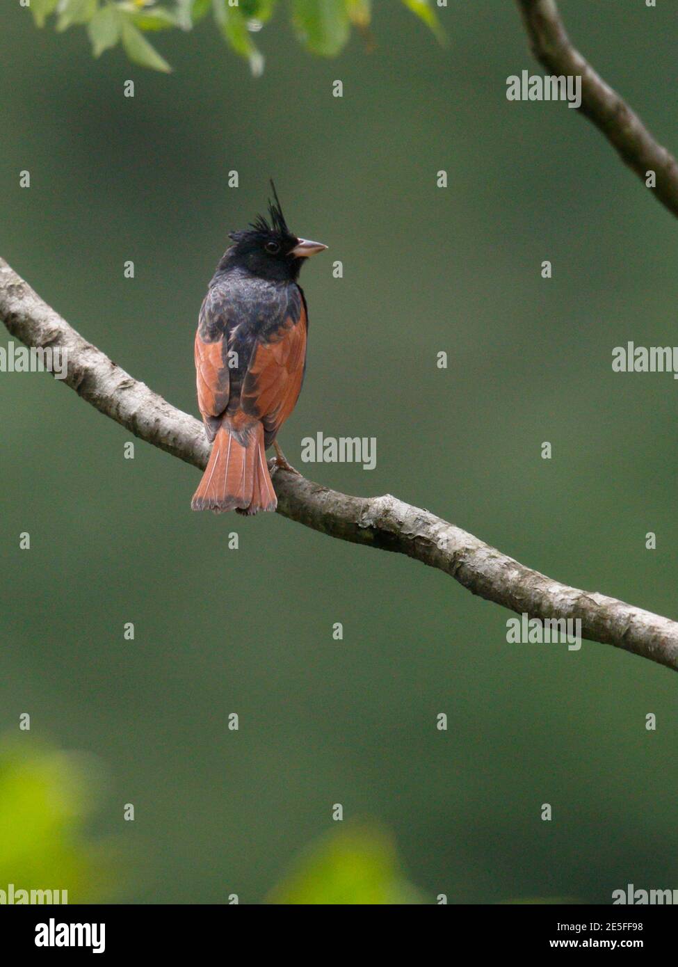 Crested Bunting (Melophus lathami), adult perched on a branch, green background, Longchuan County, Guangxi Province, China 21st April 2016 Stock Photo