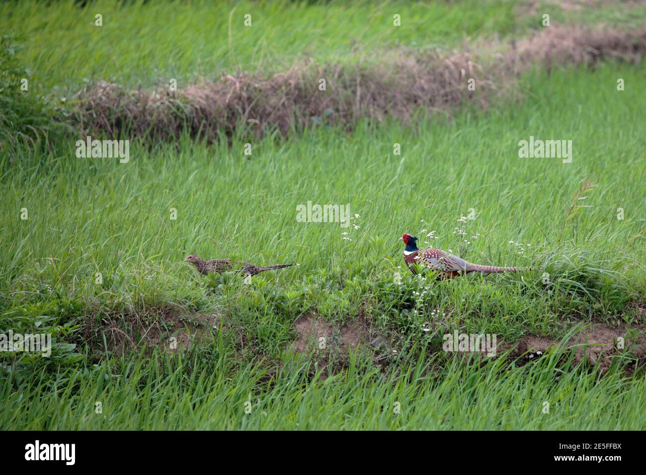 Pair of Common Pheasants (Phasianus colchicus), in rice field, Dongzhai, Henan Province, China 23rd June 2016 Stock Photo