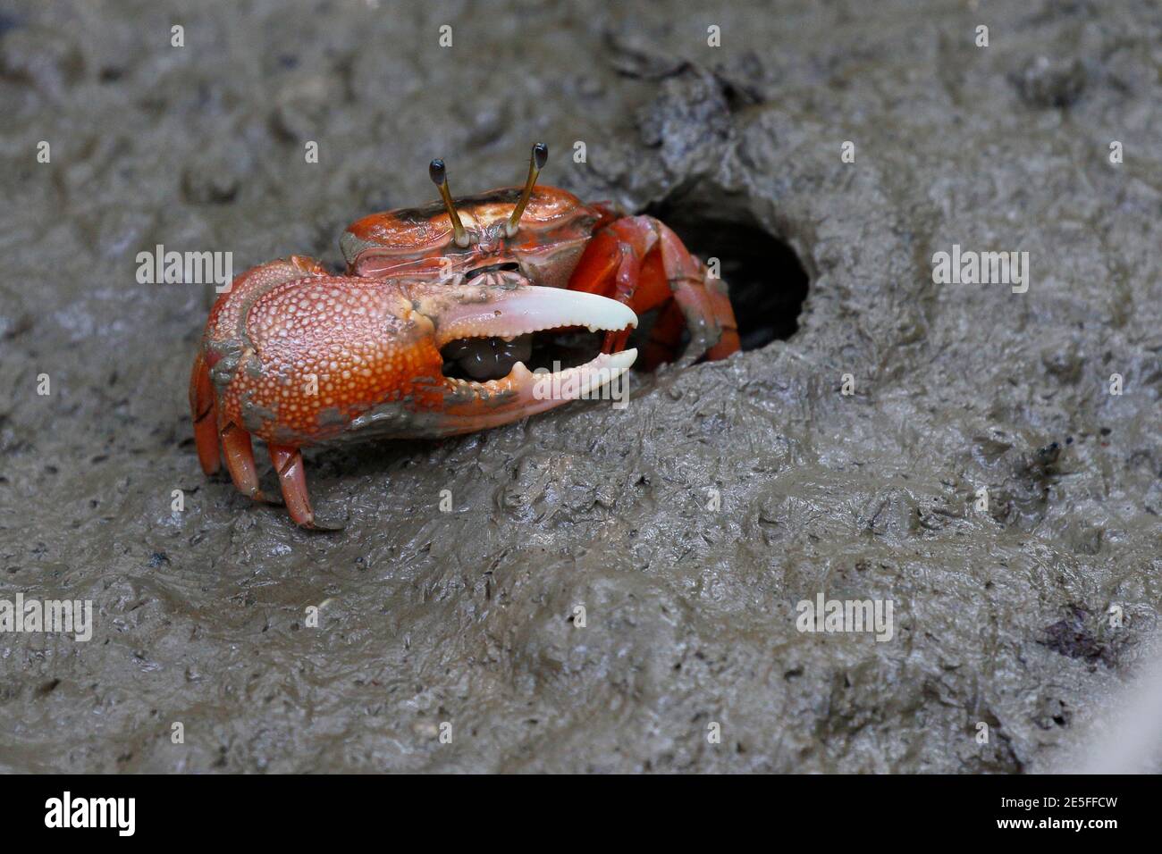 Mangrove Fiddler Crab (Tubuca arcuata ), near burrow, Mai Po Nature Reserve, New Territories, Hong Kong, China 6th June 2016 Stock Photo
