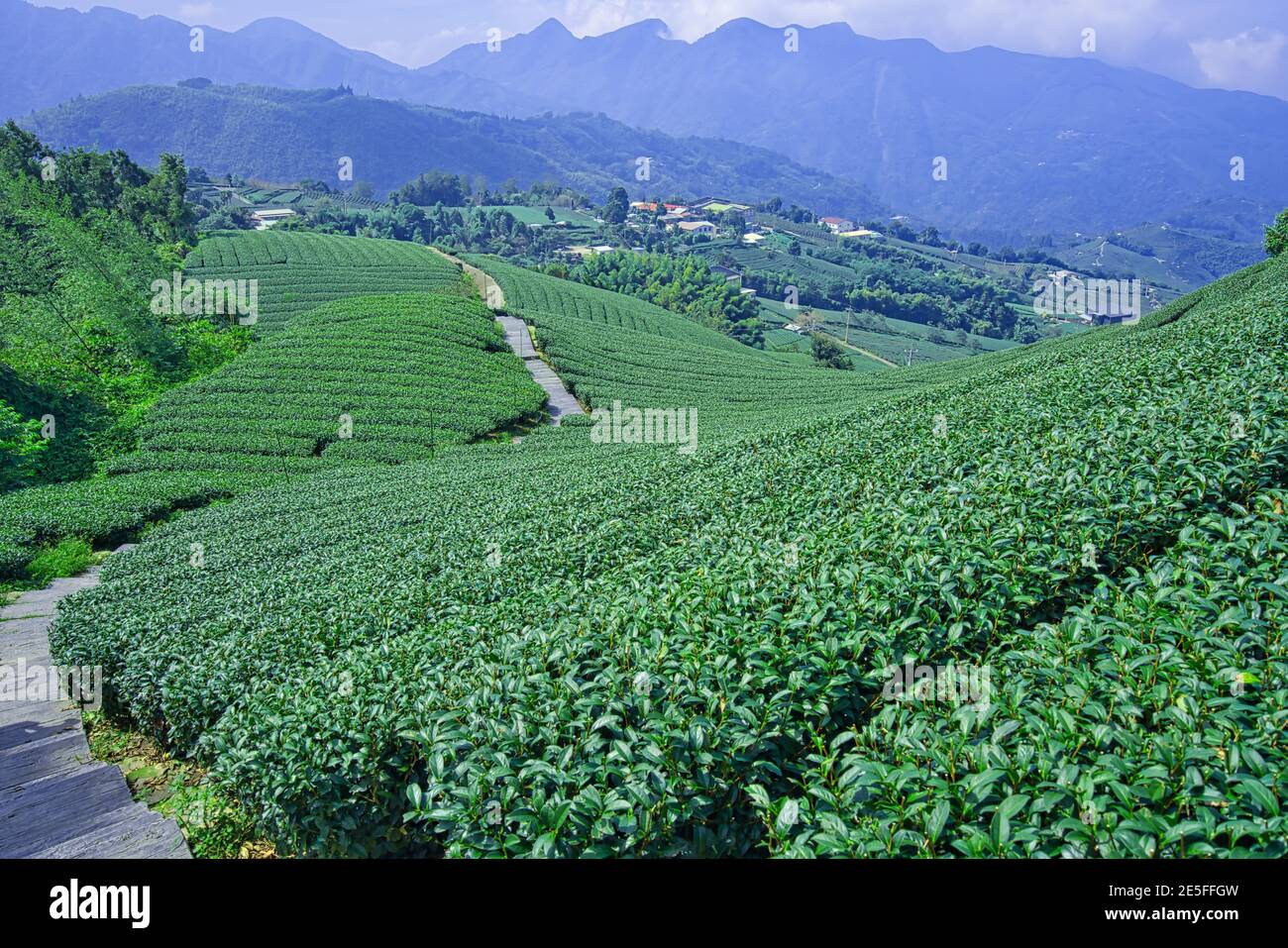 Tea agricultural plantation, clean and fresh early morning. Tea, bamboo, betel nut tree, Cattle Egret migration, Chiayi County Meishan Township featur Stock Photo