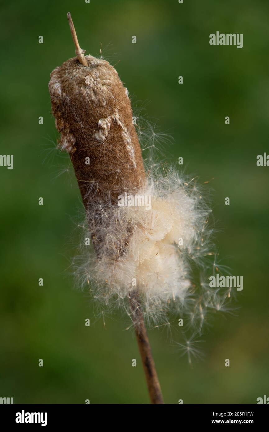 single bulrush flower head with ripe flying seeds in winter sun Stock Photo