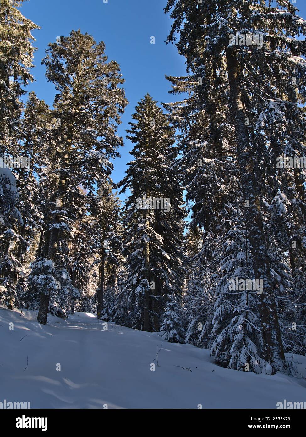 Beautiful portrait view of coniferous forest in deep snow with snow-covered tall spruce trees in winter season near Kniebis, Freudenstadt, Germany. Stock Photo