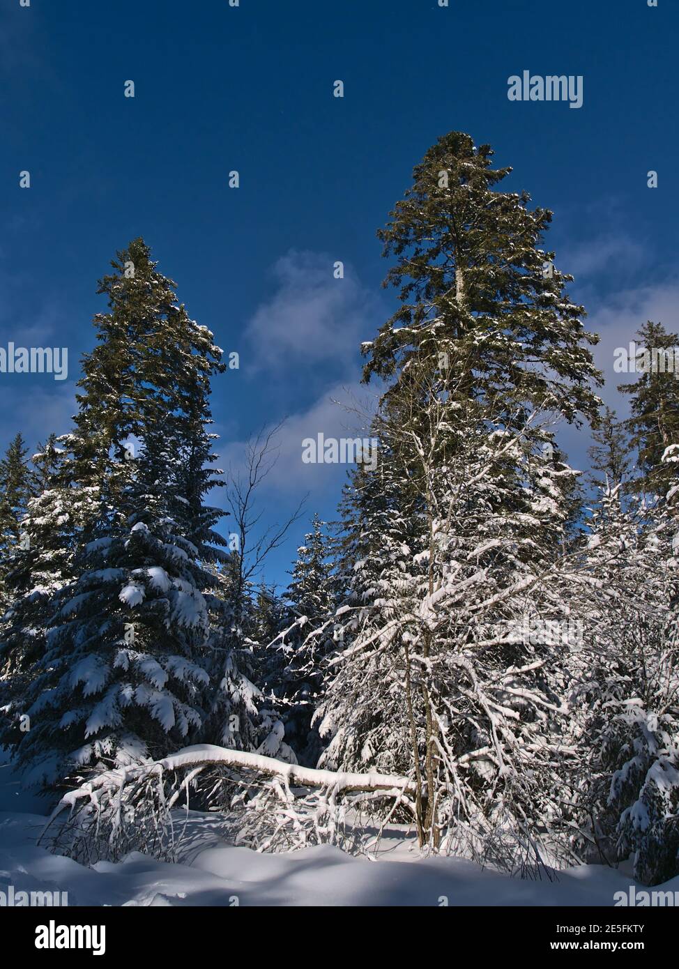 Portrait view of beautiful winter landscape with deep snow in forest of coniferous trees on sunny day with blue sky in winter season near Kniebis. Stock Photo
