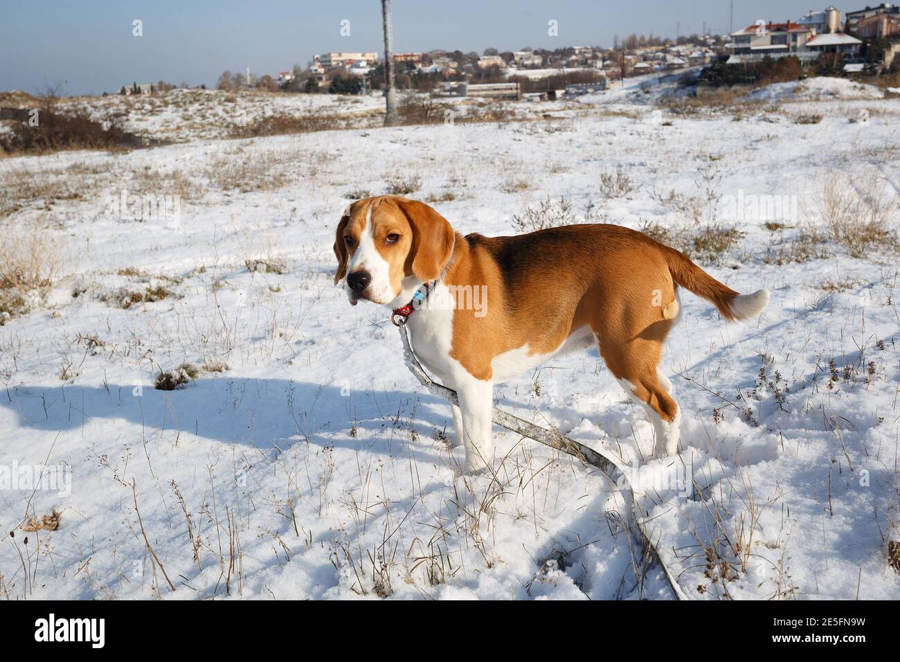 Beagle puppy walks in snow hi-res stock photography and images - Alamy