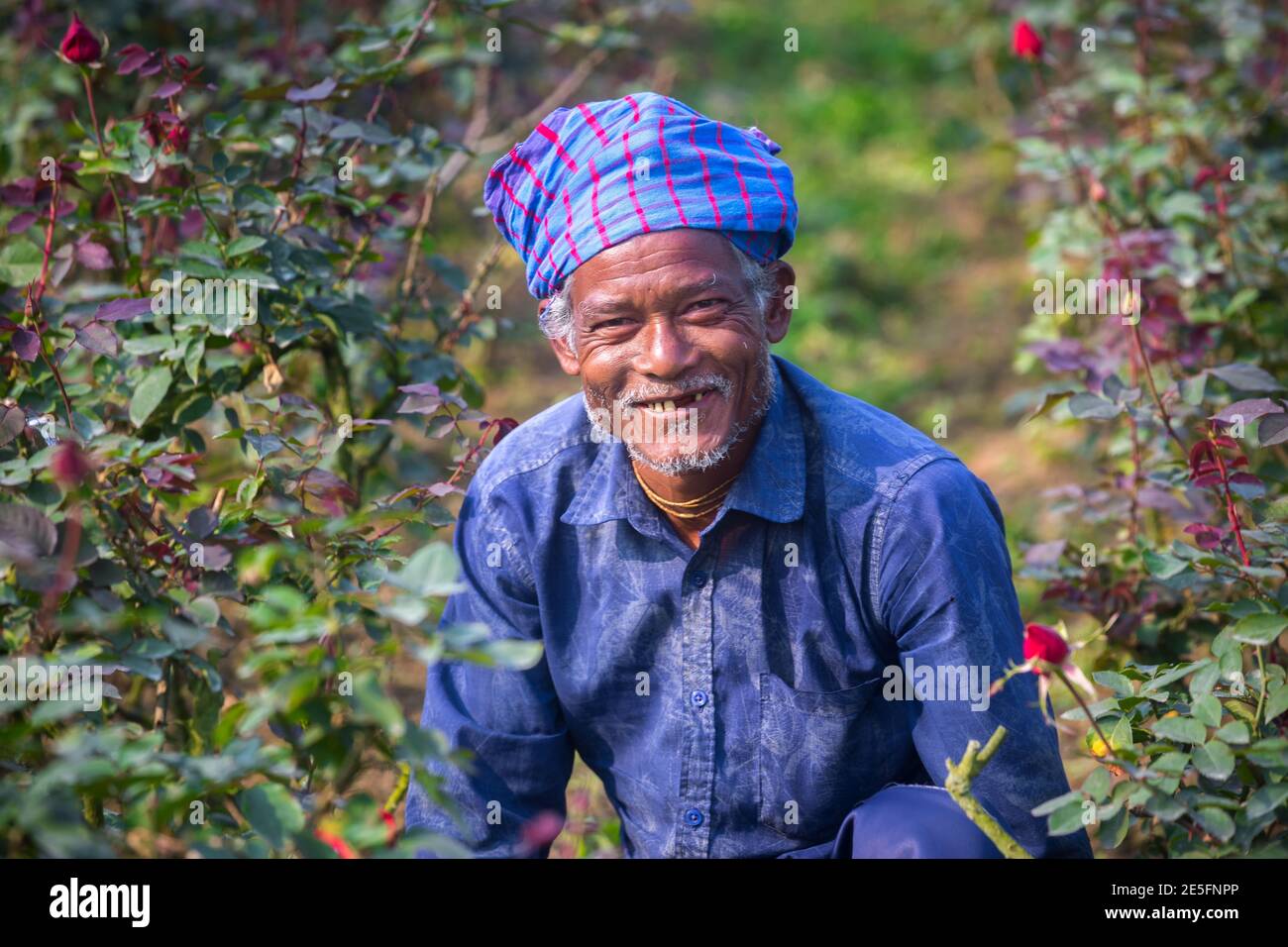 Bangladesh – February 06, 2020: A smileful portrait of a rose flowers farmer at Savar, Dhaka. Stock Photo