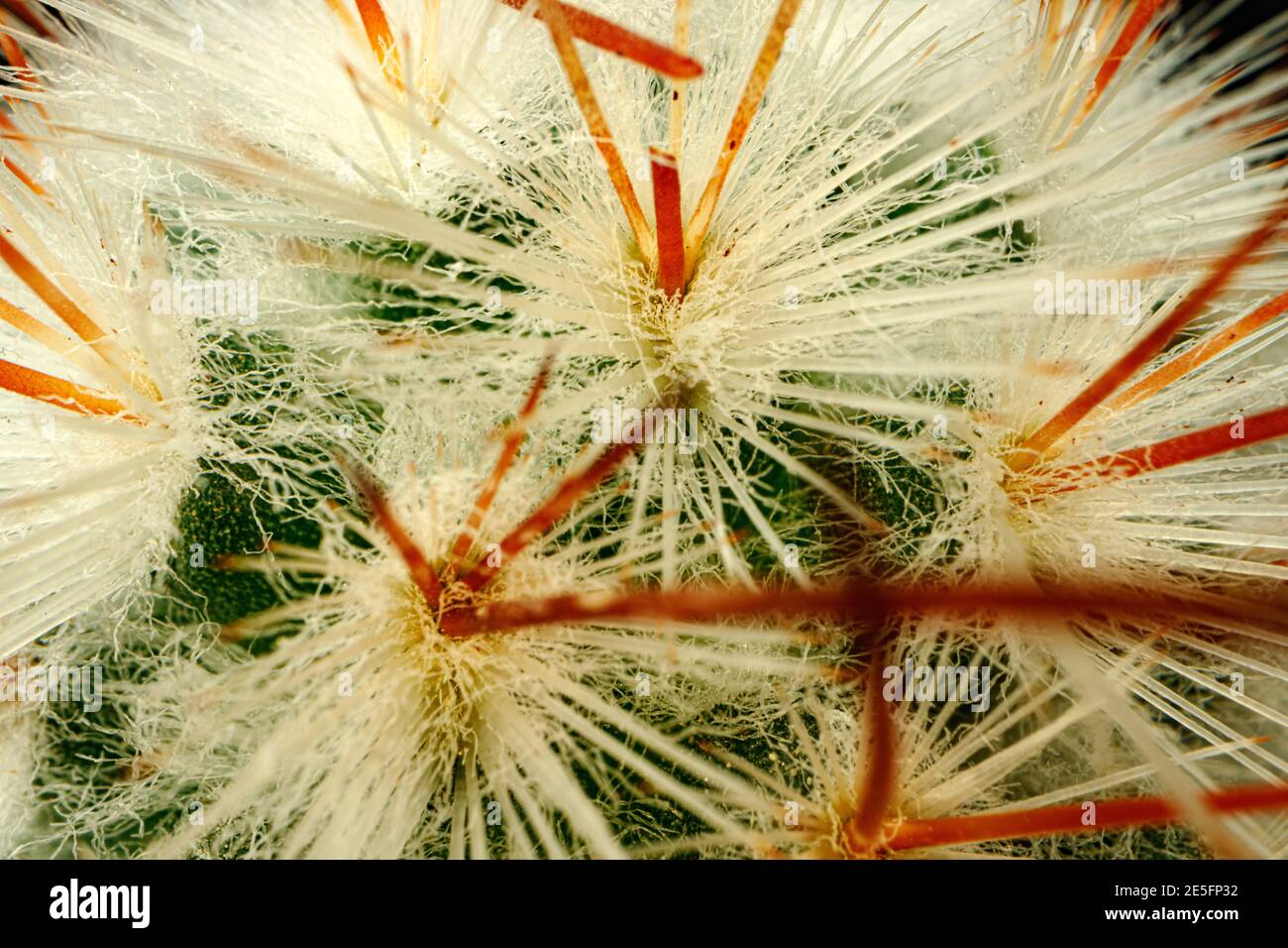 Macro photo of green cactus with spines Stock Photo