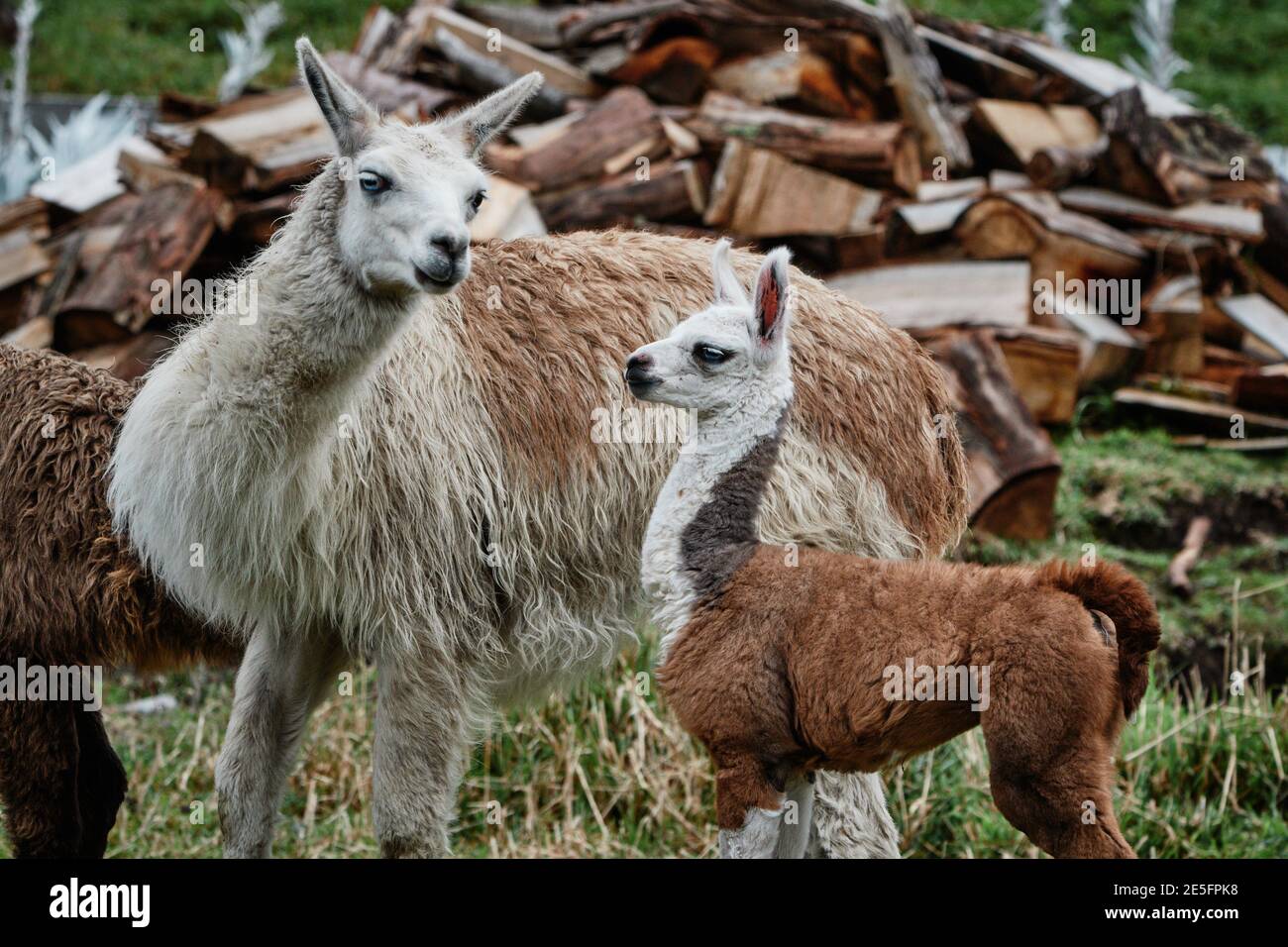 Llamas Alpaca in Andes Mountains, South America Stock Photo