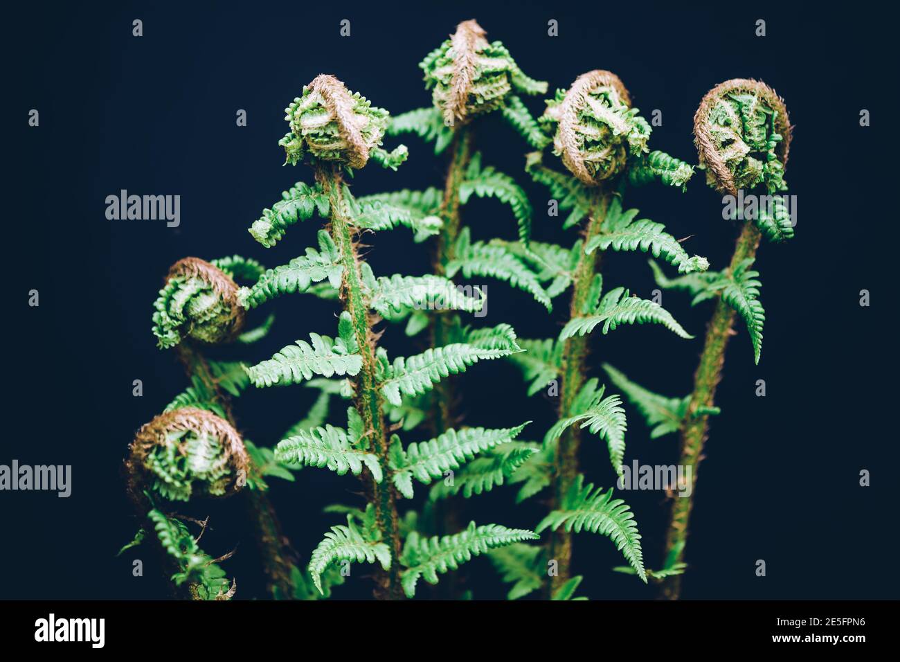 Green fern leaves Botany and green backgrounds Concept of naturale and organic products Stock Photo
