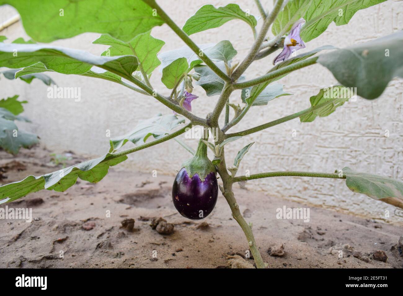 Baby Eggplant Plant