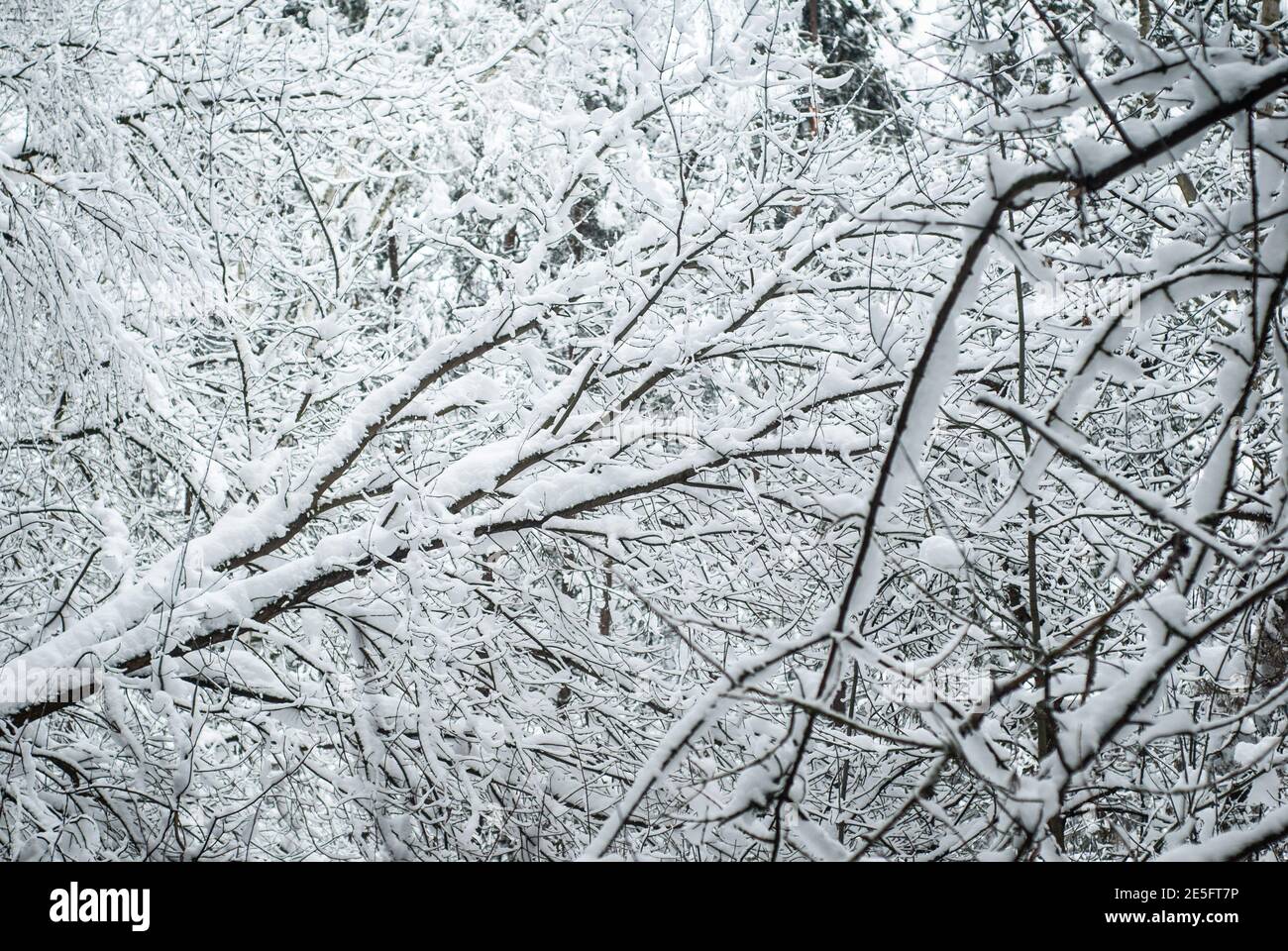 Dead oak tree in snow hi-res stock photography and images - Alamy