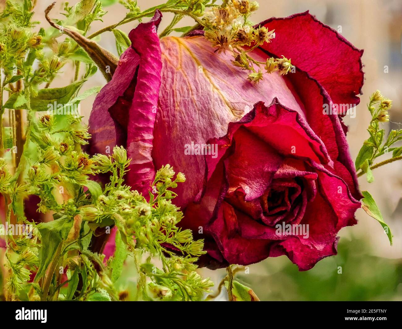 Dried Roses stock photo. Image of decor, crafts, aging - 17498720