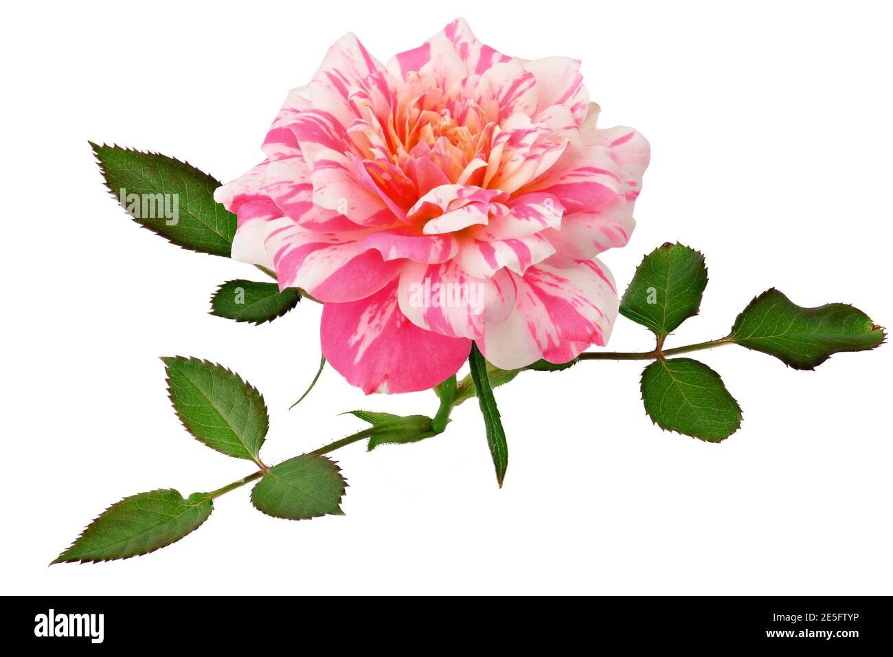 Stripe Color Roses Heirloom rose Cut Out Stock Images & Pictures - Alamy