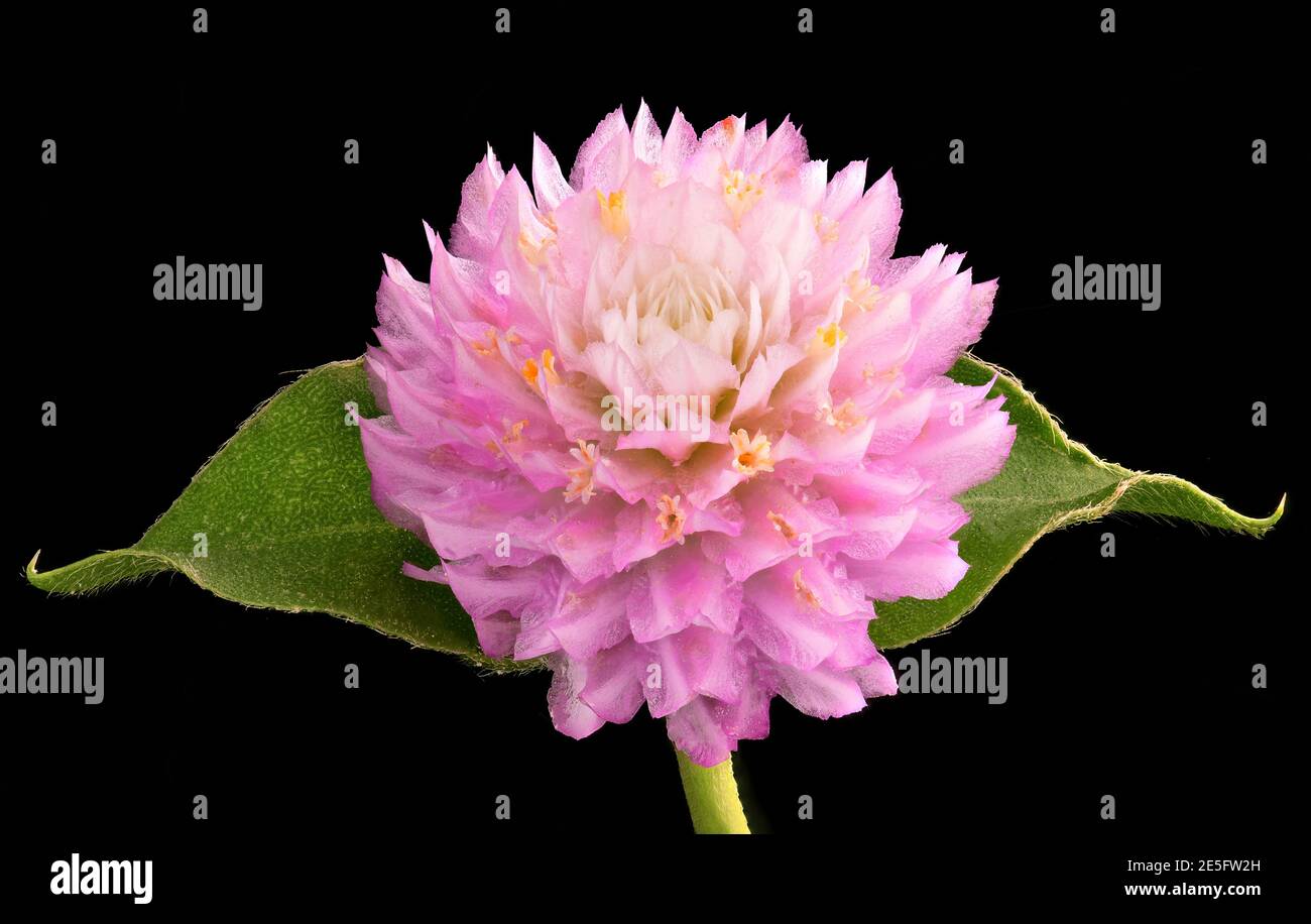 Close up Globe Amaranth or Bachelor Button flower head isolated on black background Stock Photo