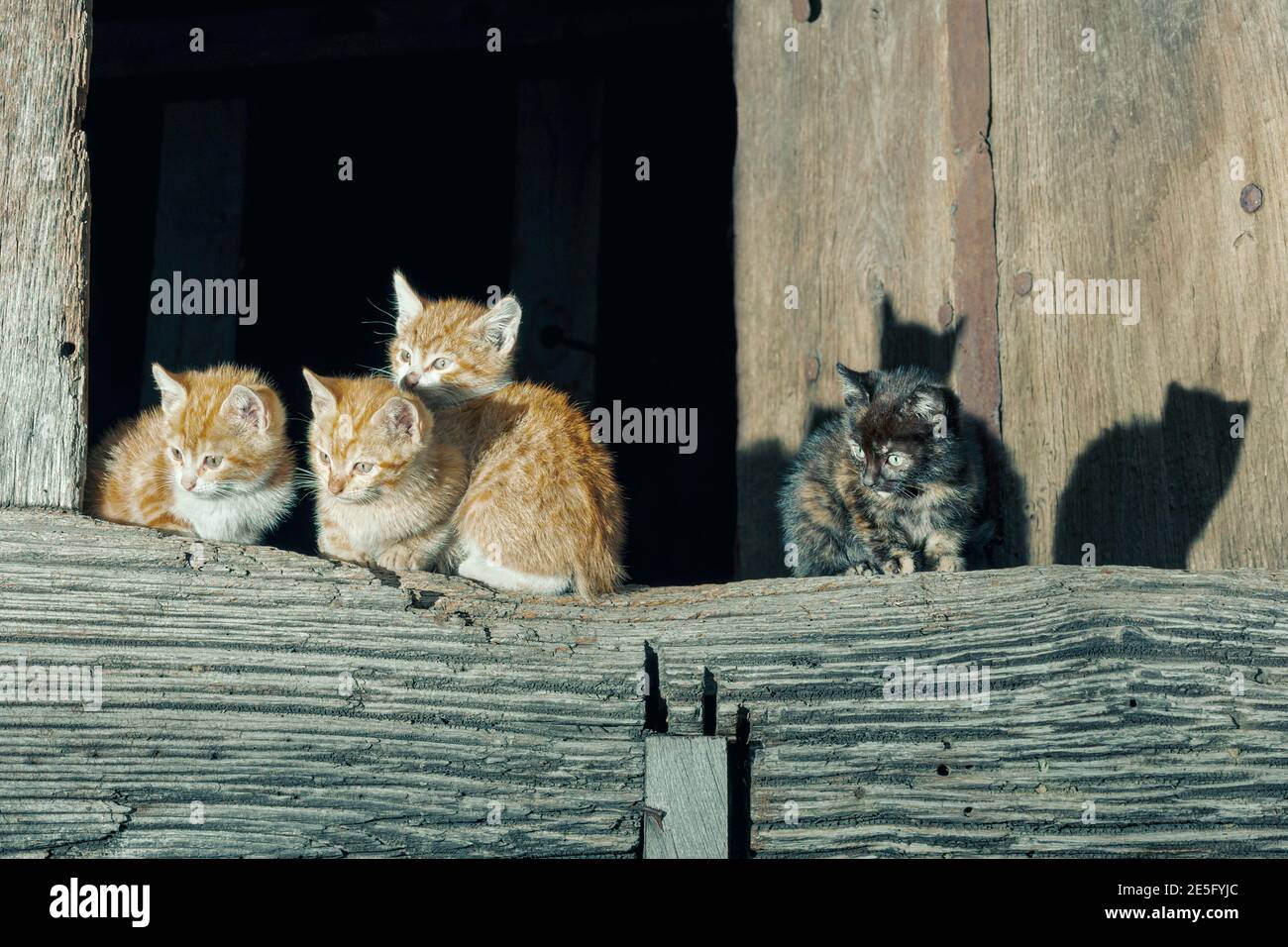cats in a town in the council of Aller in Asturias, Spain.In the photograph there are four cats, three orange and white cats and a black cat.Cats are Stock Photo