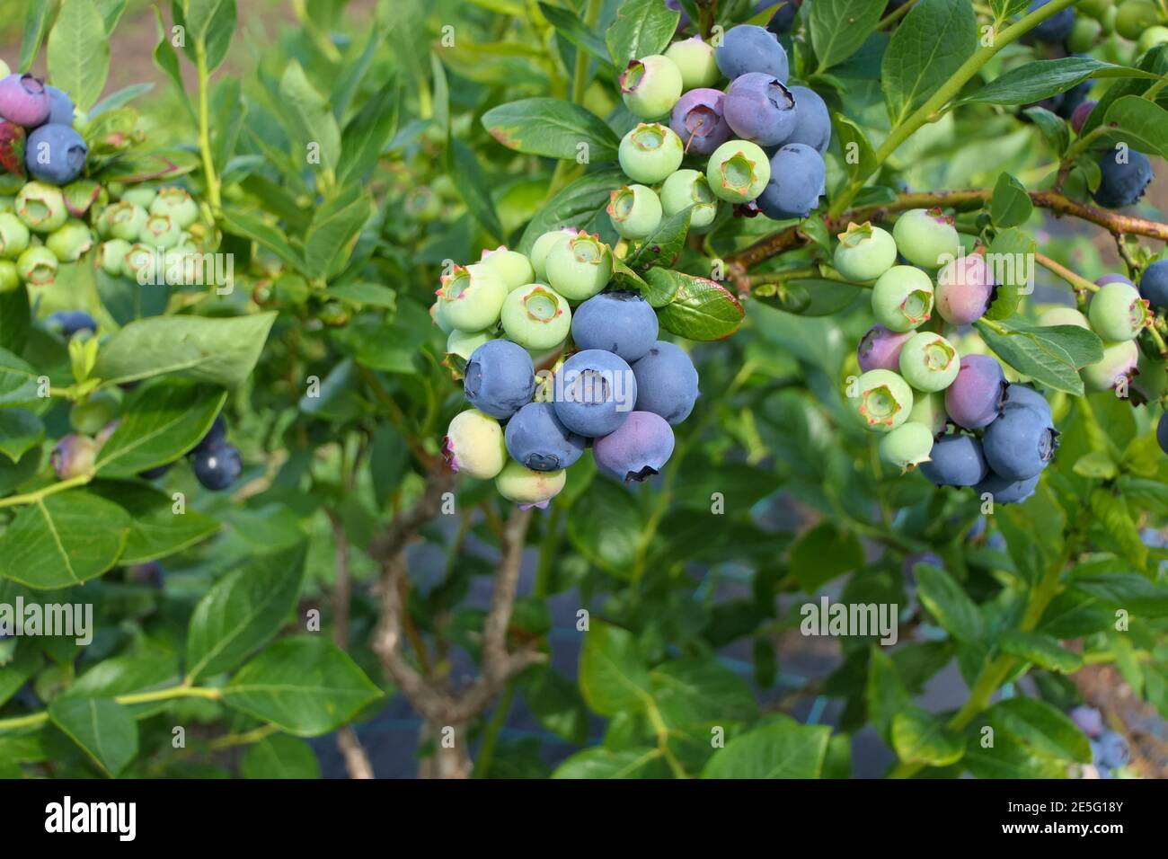 Many ripe and ripening fruits bearing blueberry bush in late summer Stock Photo