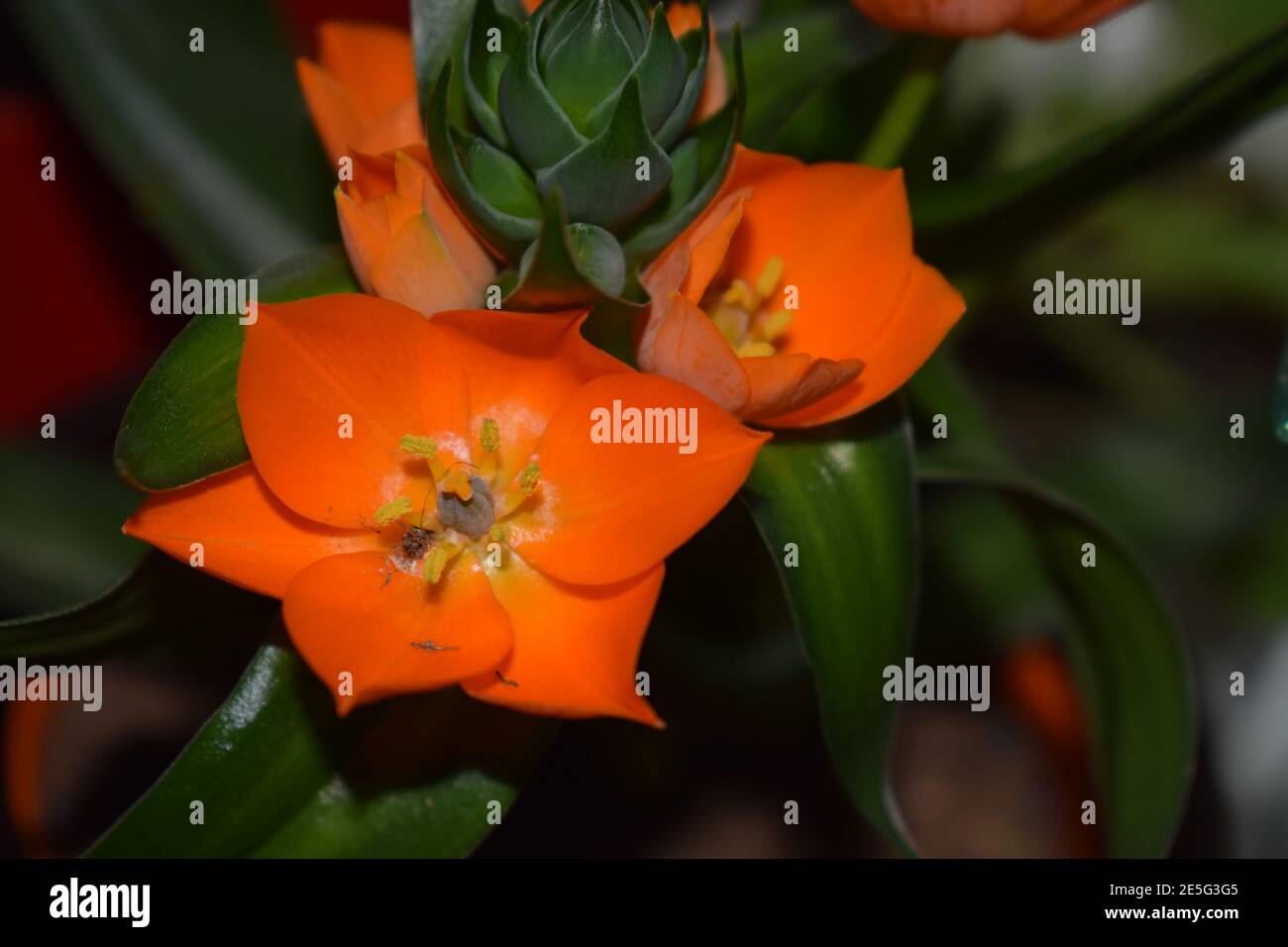 orange flower, star of Bethlehem Stock Photo Alamy