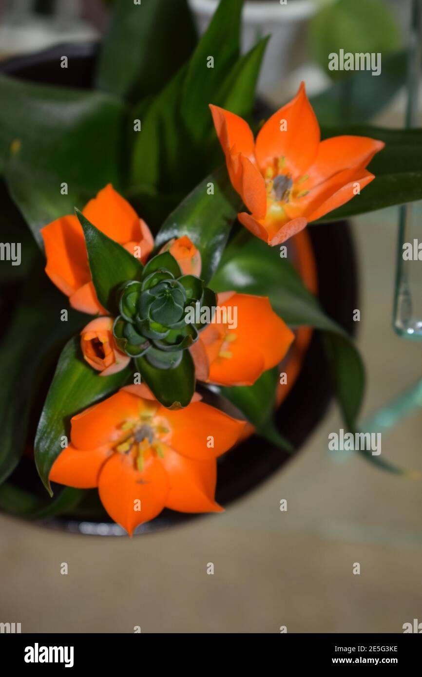 orange flower, star of Bethlehem Stock Photo Alamy