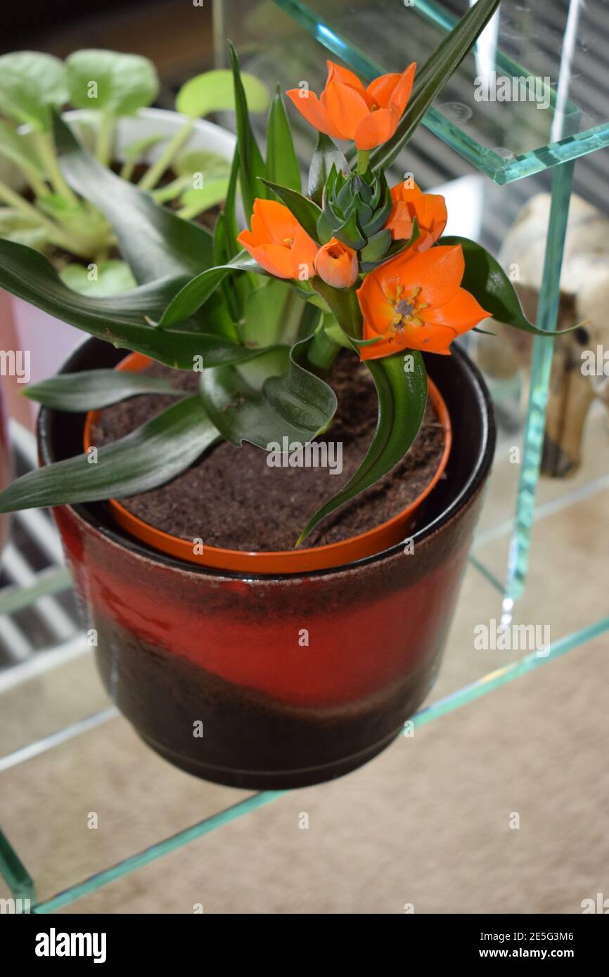 orange flower, star of Bethlehem Stock Photo Alamy