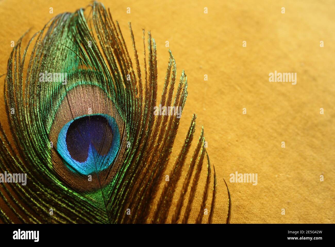 Close-up peacock feather eye on yellow golden colored velvet with copy space Stock Photo