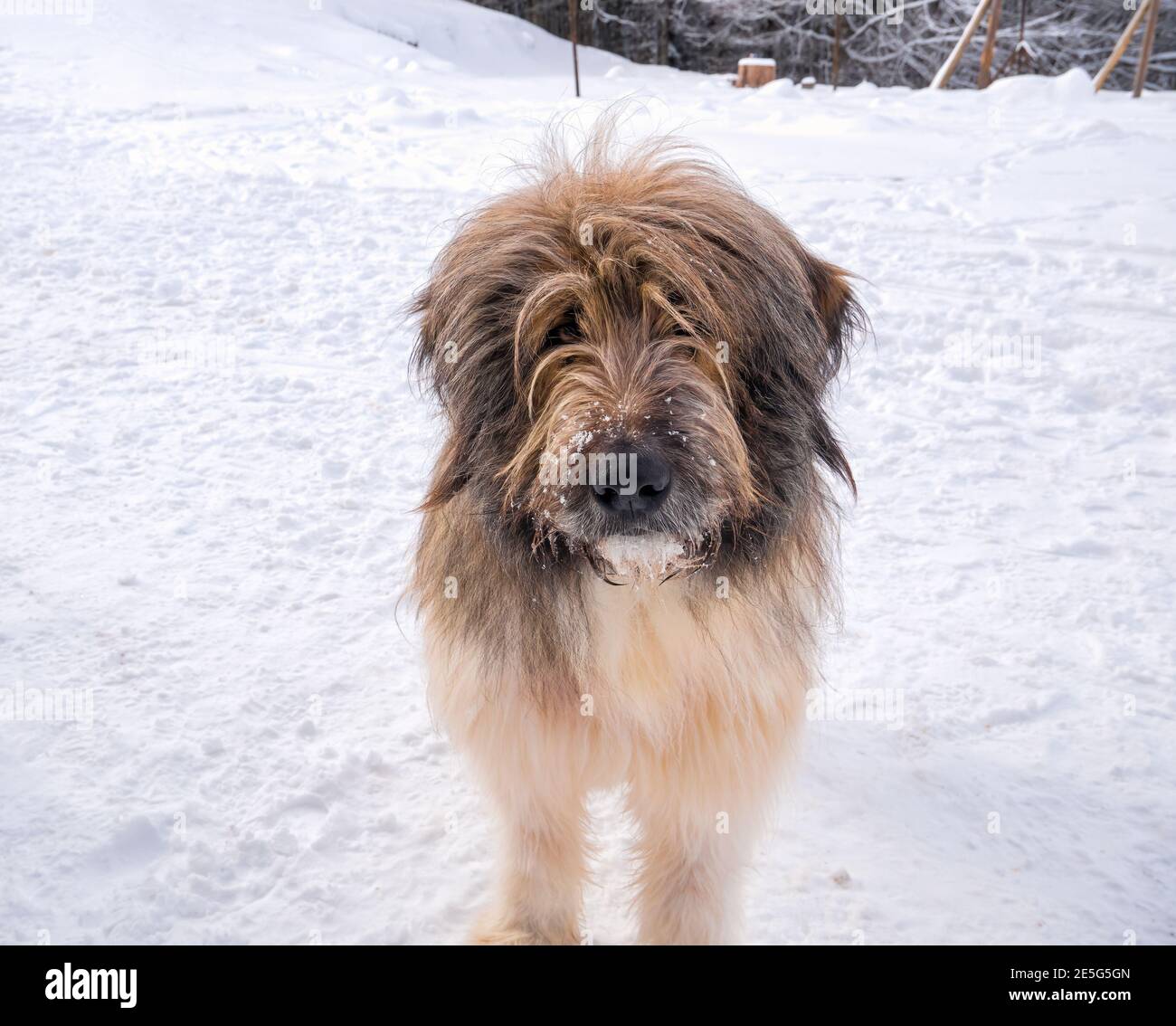 Large Romanian Mioritic Shepherd Dog originated in the Carpathian