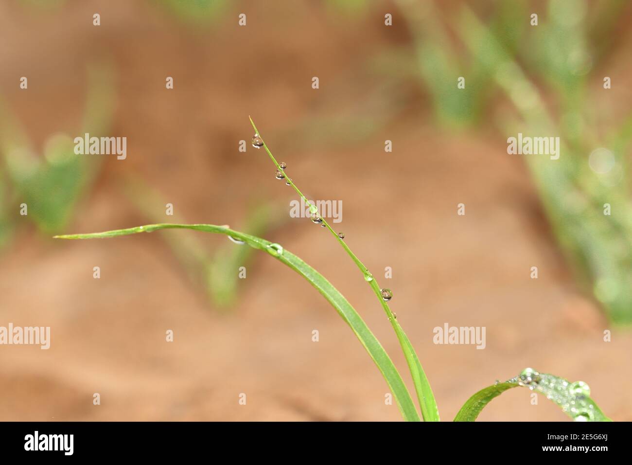 Macro view of dew drop on green grass leaf , water drops background. india Stock Photo