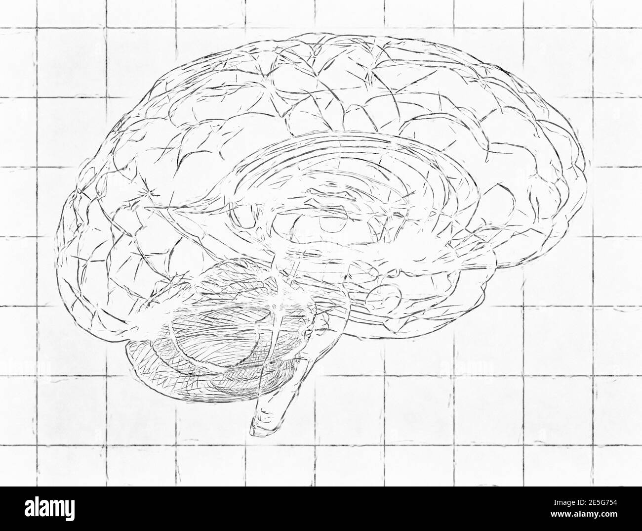 Human brain - White lines blueprint background Stock Photo