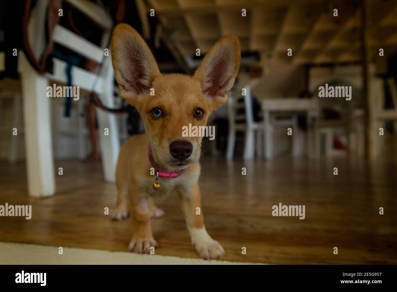 Funny Dog Puppy Whit Very Big Ears Stock Photo - Alamy Funny Dog Puppy Whit Very Big Ears Stock Photo - Alamy