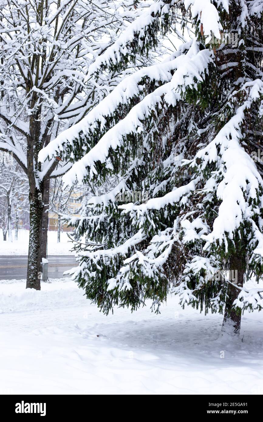 Snow covered fir trees in the park  Stock Photo