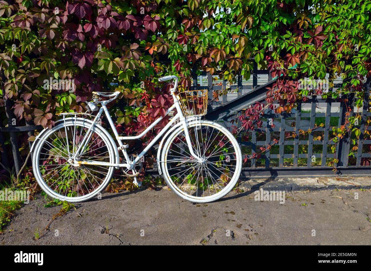 White vintage bicycle stands near old metal grate with decorative plant Stock Photo