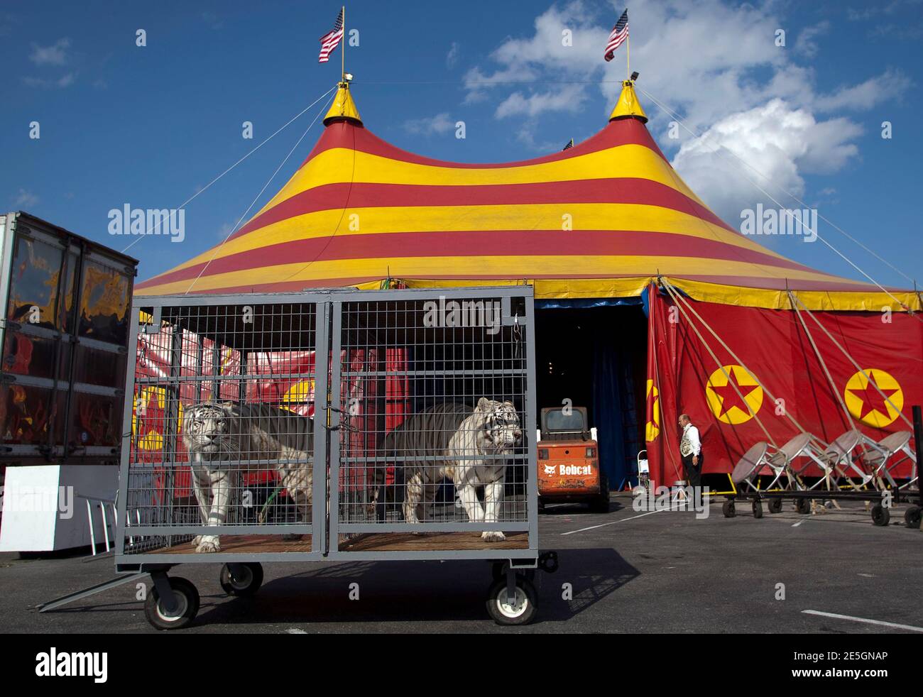 White Tiger Circus High Resolution Stock Photography And Images Alamy