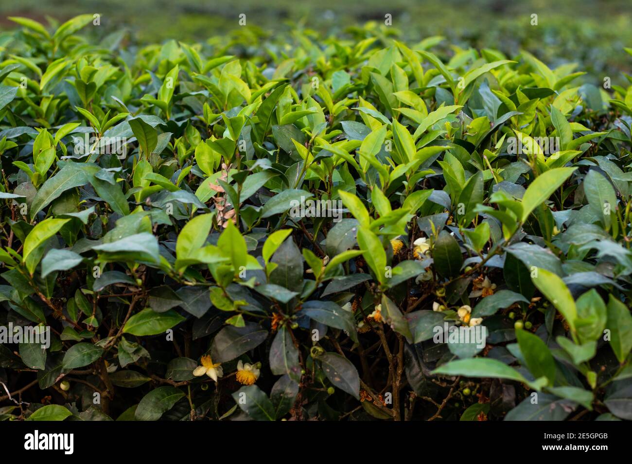 Tea leaf or Camellia sinensis is the plant that gives all real teas Stock Photo