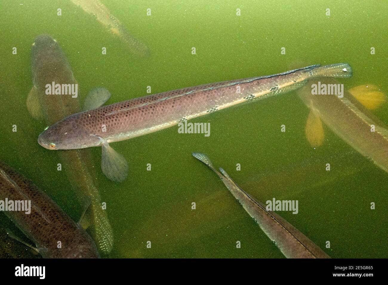 The Great snakehead or Channa marulius Fish of Channidae family Stock Photo