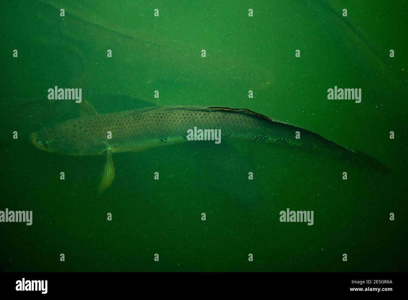 The Great snakehead Fish or Channa marulius of Channidae family in to the blue water Stock Photo