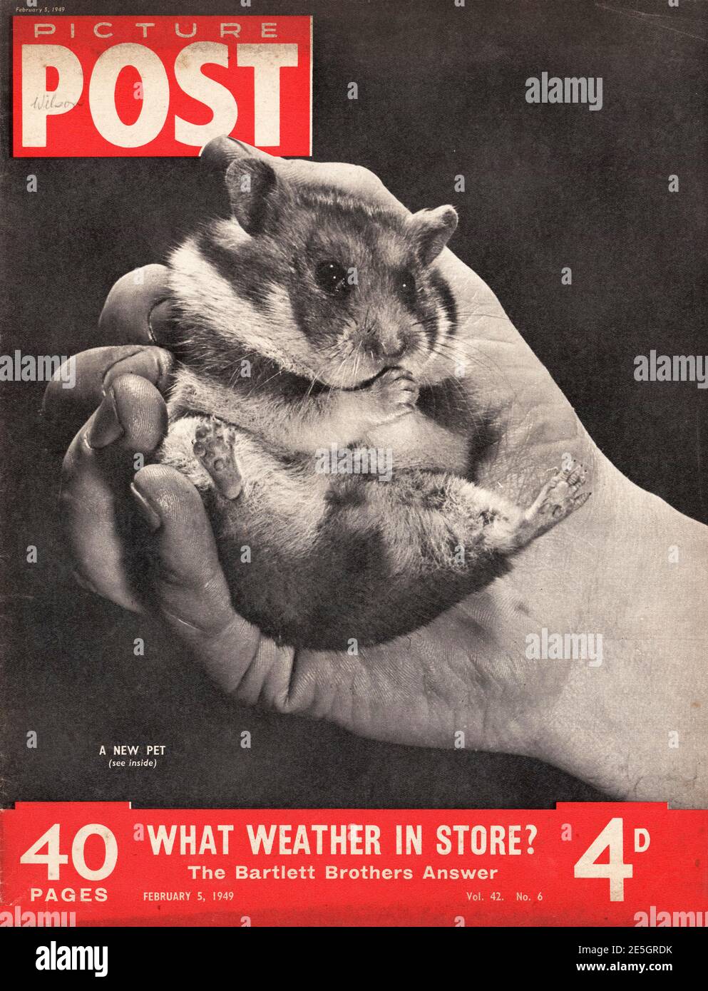 1949 Picture Post front cover Hamster Stock Photo