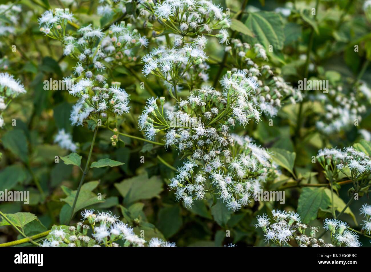 A bunch of Fall boneset grass flower also called Eupatorium serotine Stock Photo