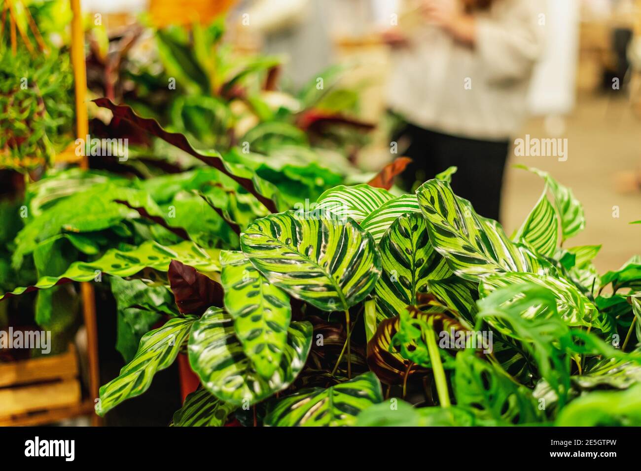 houseplants market, selling flower arrangement. flowers and green