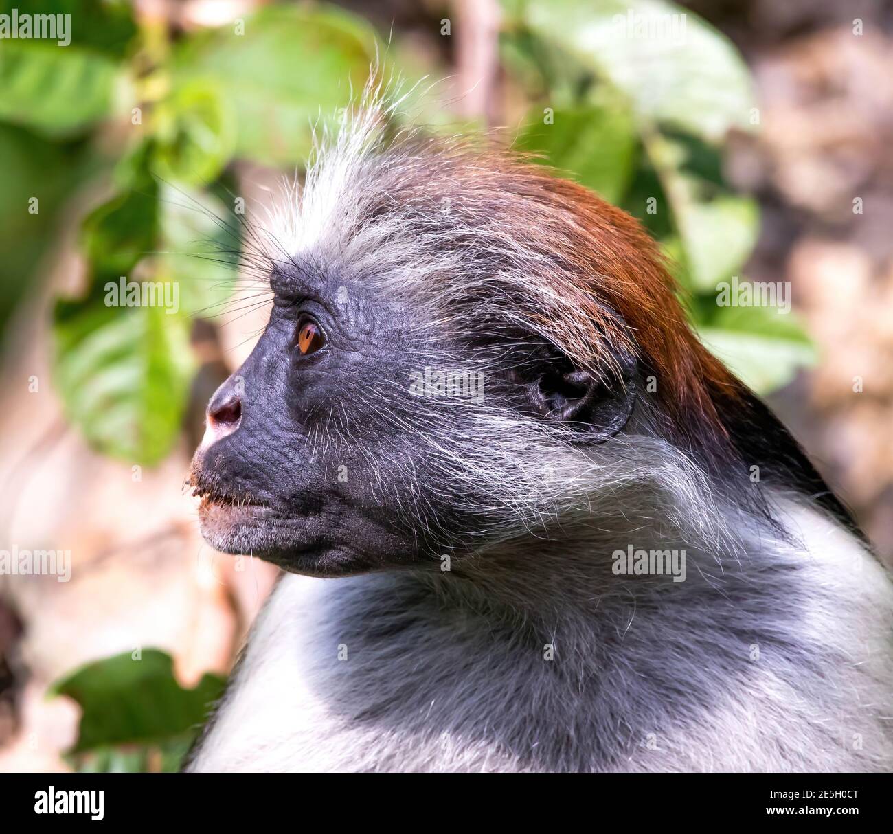 A red colobus monkey on Zanzibar. Stock Photo