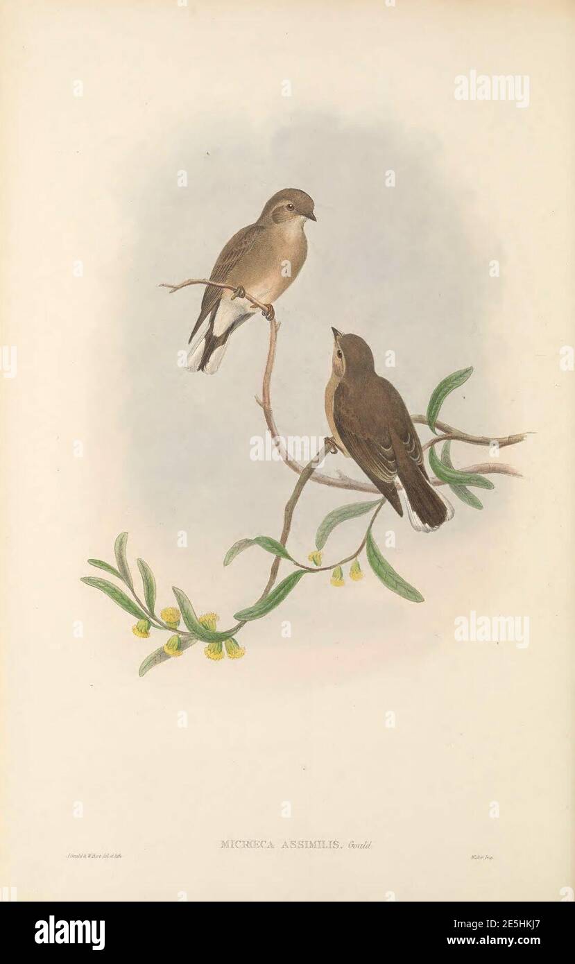Microeca assimilis - The Birds of New Guinea. Stock Photo