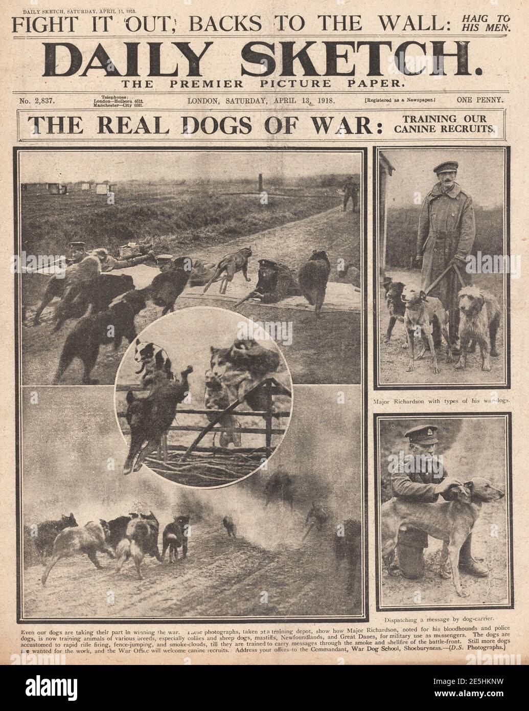 1918 Daily Sketch Dogs on Western Front Stock Photo